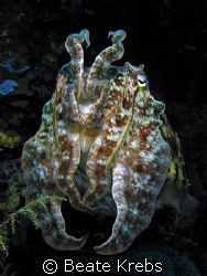 Cuttlefish, taken at Wakatobi with Canon S70 by Beate Krebs 